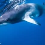 3 Night Fly Dive Minke Whales