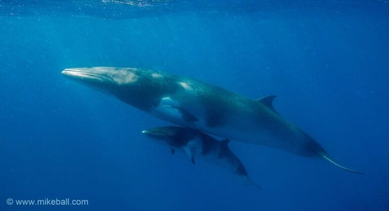 4 Night Fly Dive Minke Whales