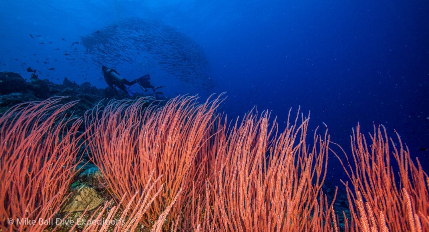 Fairy Grotto - Osprey Reef - Coral Sea