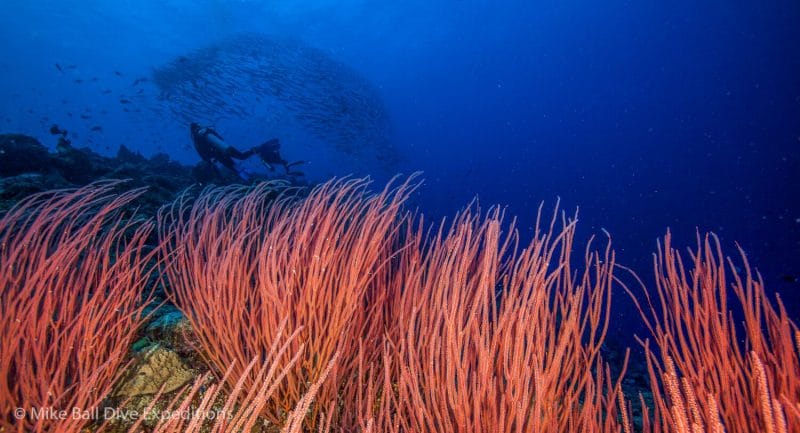 Fairy Grotto - Osprey Reef - Coral Sea