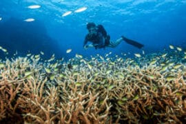 Coral Kingdom